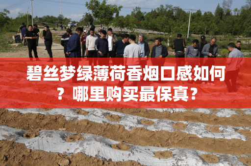 碧丝梦绿薄荷香烟口感如何？哪里购买最保真？